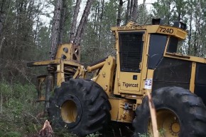 thinning timber